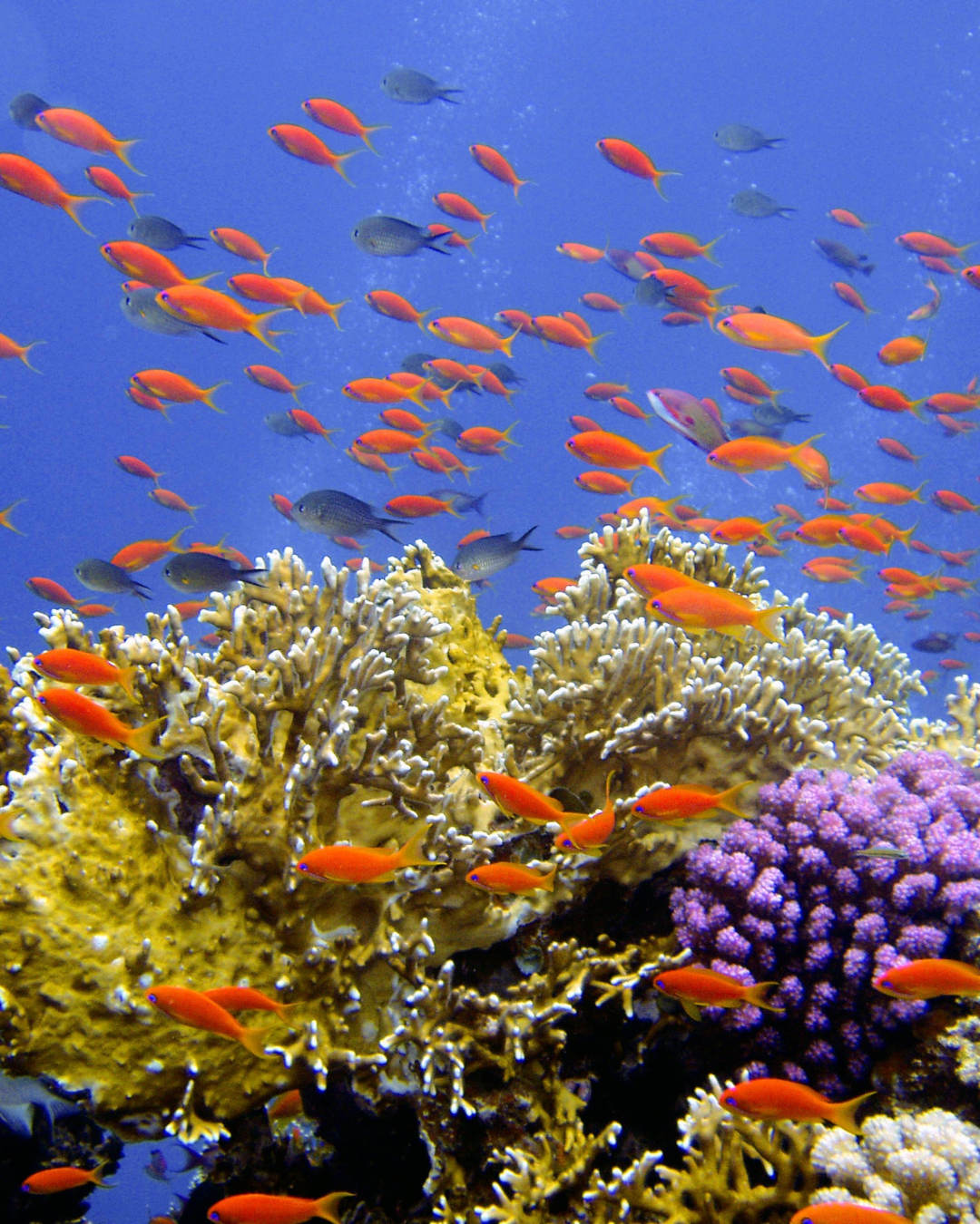 North Male Atoll coral reef, Maldives